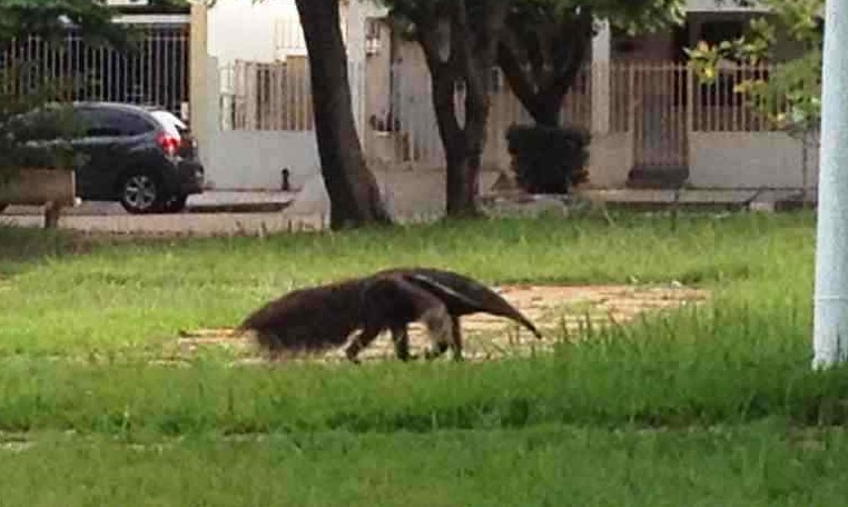 Mantenha sempre a distância de animais silvestres