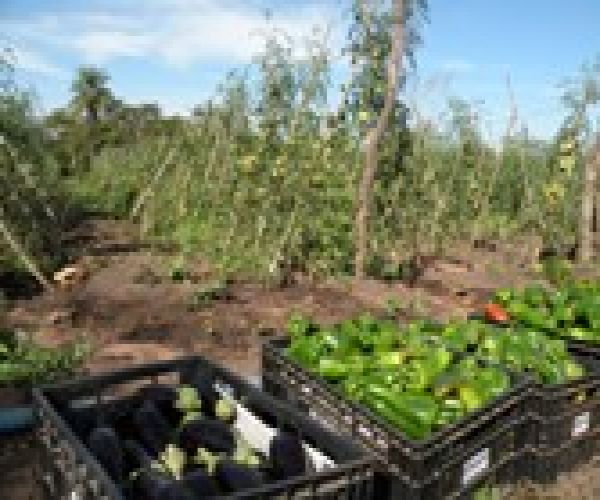 Produtos da agricultura familiar enriquecem cardápio da merenda escolar